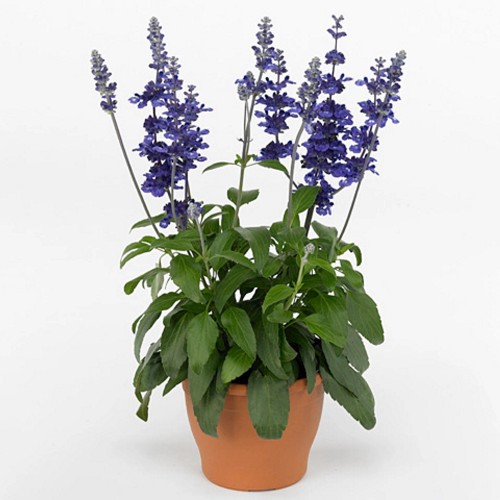 Salvia 'Rockin True Blue' - Salvei 'Rockin True Blue' 